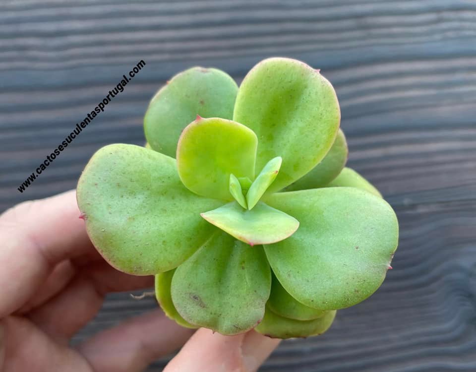 Echeveria multicaulis 'Ginmei Tennyo'