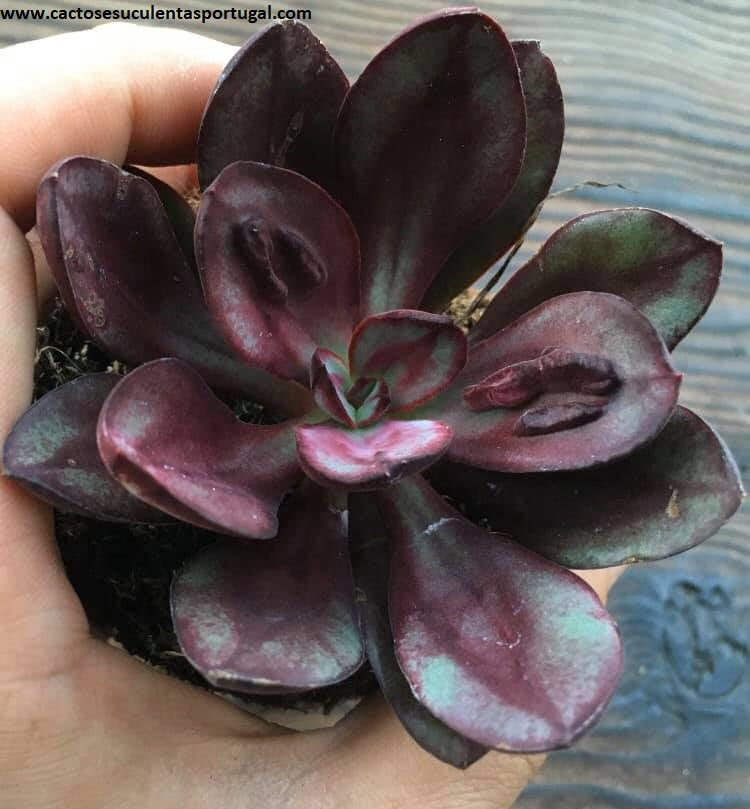 Echeveria nodulosa 'Maruba Benitsukasa'
