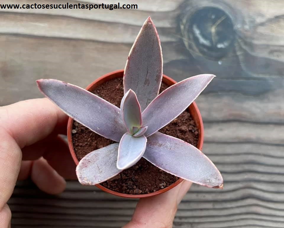 Echeveria novogaliciana