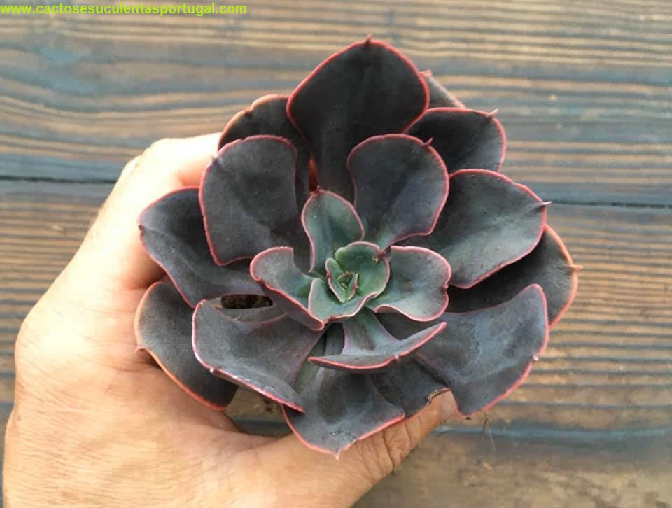Echeveria painted frills