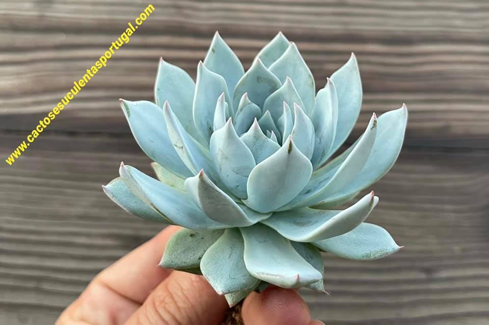 Echeveria peacockii