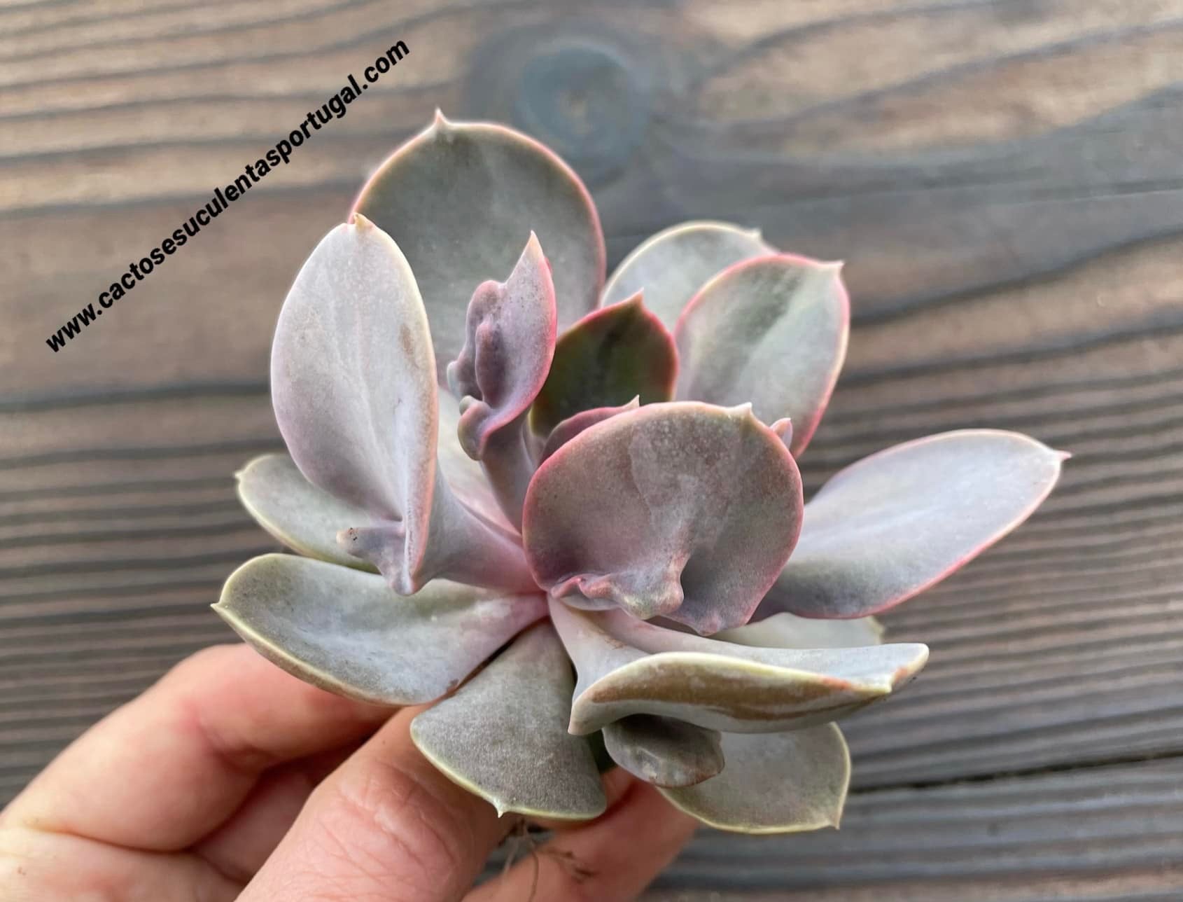 Echeveria Echeveria ‘Valkyrie’ - E. perle von nurmberg x ’trumpet pinky‘