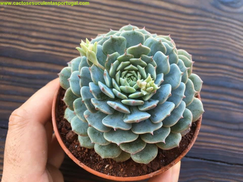 Echeveria pinwheel tuxpan