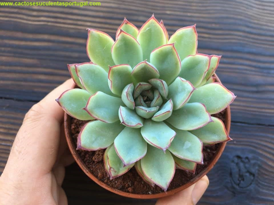 Echeveria pulidonis