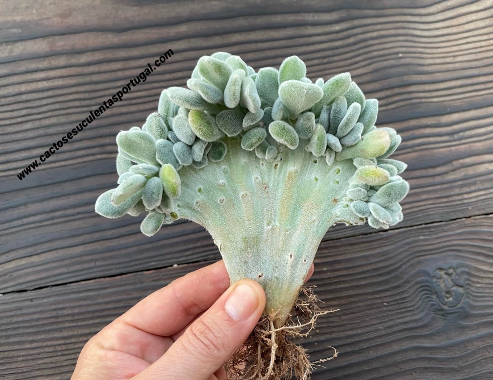 Echeveria pulvinata 'Frosty' form. cristata