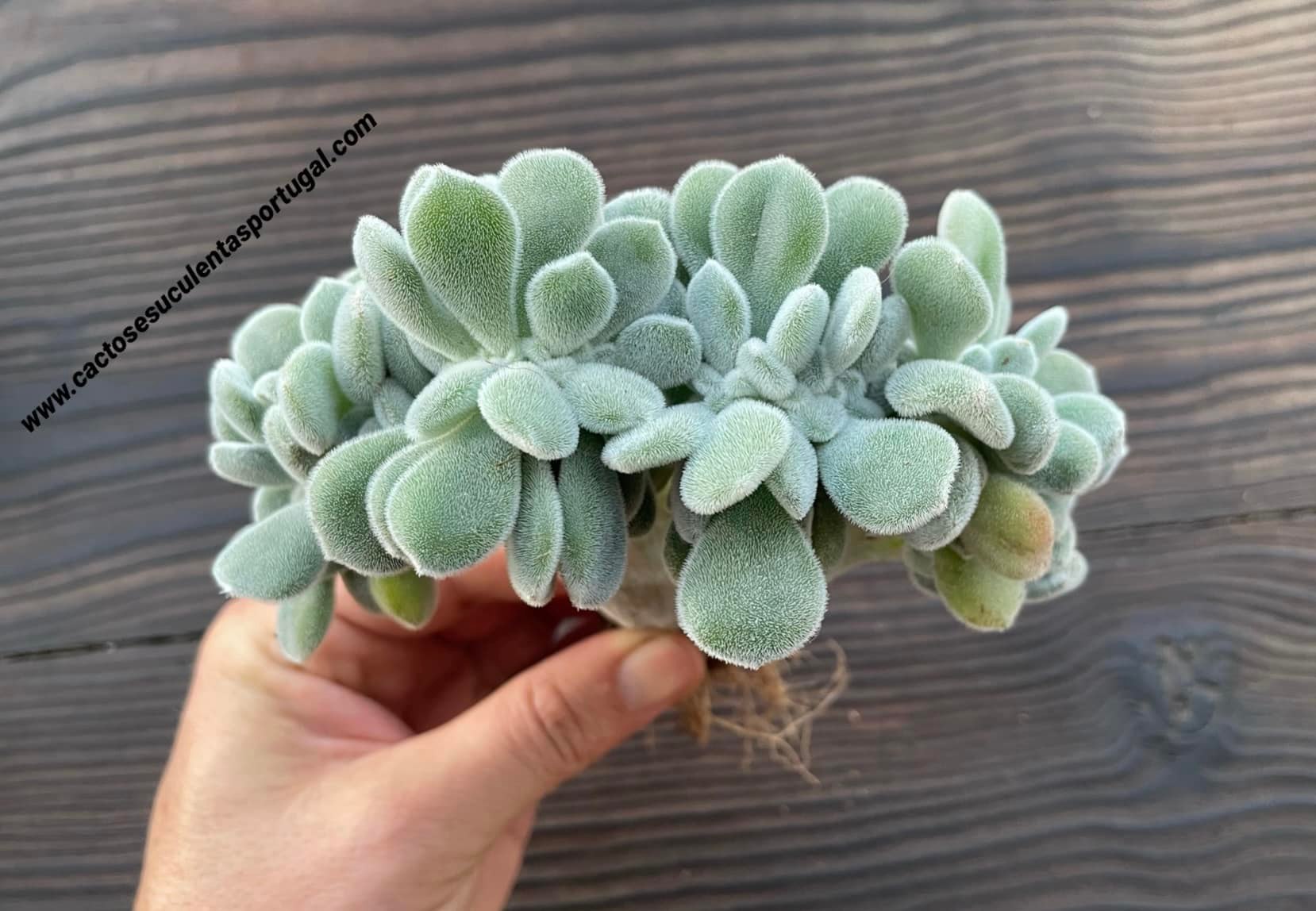 Echeveria pulvinata 'Frosty' form. cristata