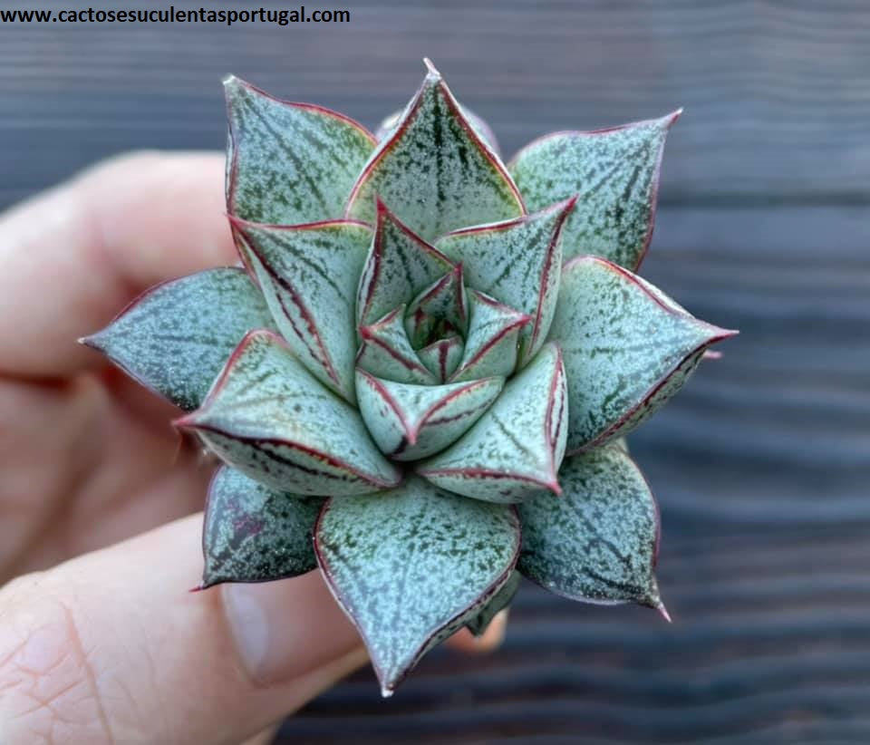 Echeveria purpusorum subs. white form