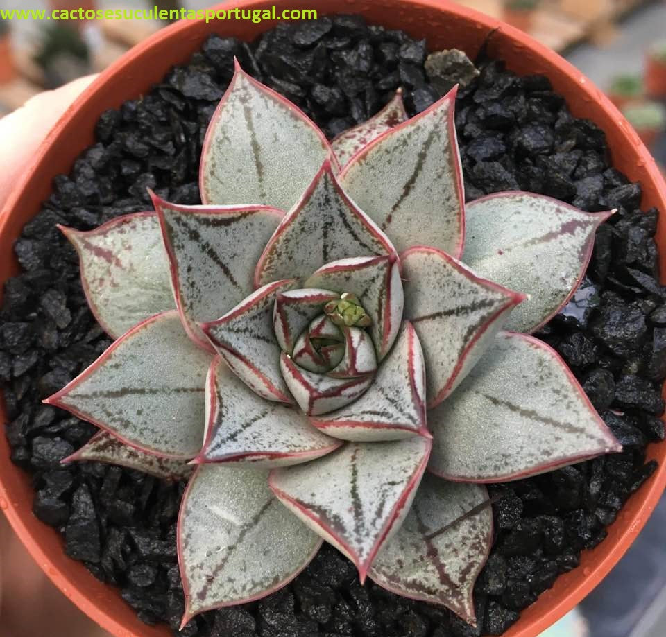 Echeveria purpusorum subs. white form