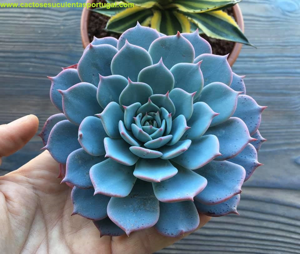 azulita succulent Echeveria Secunda Azulita