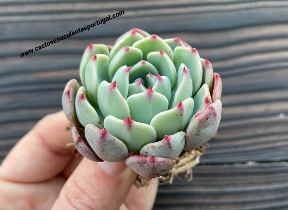 Echeveria secunda var. 'Reglensis'