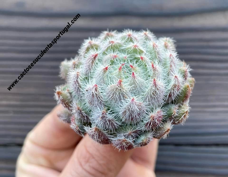 Echeveria setosa v. deminuta
