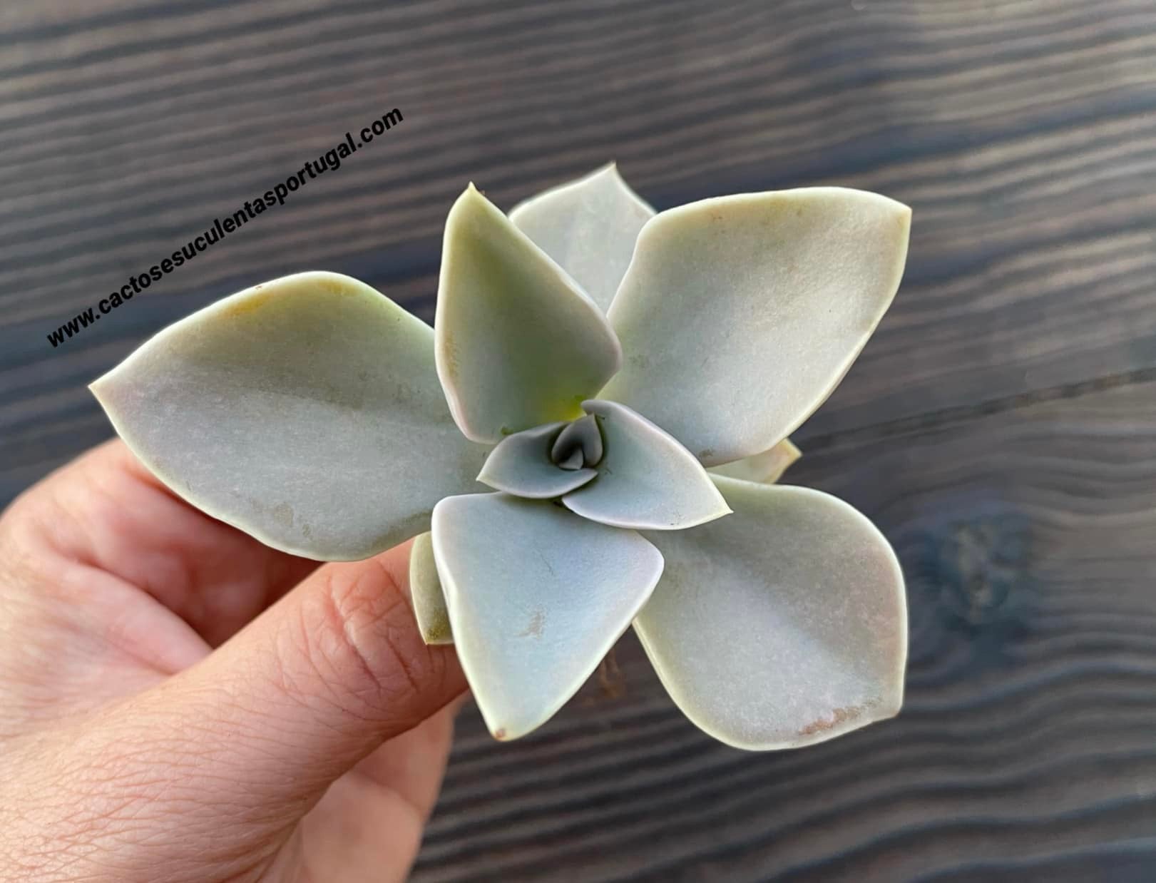 Echeveria shaviana X Echeveria strictiflora