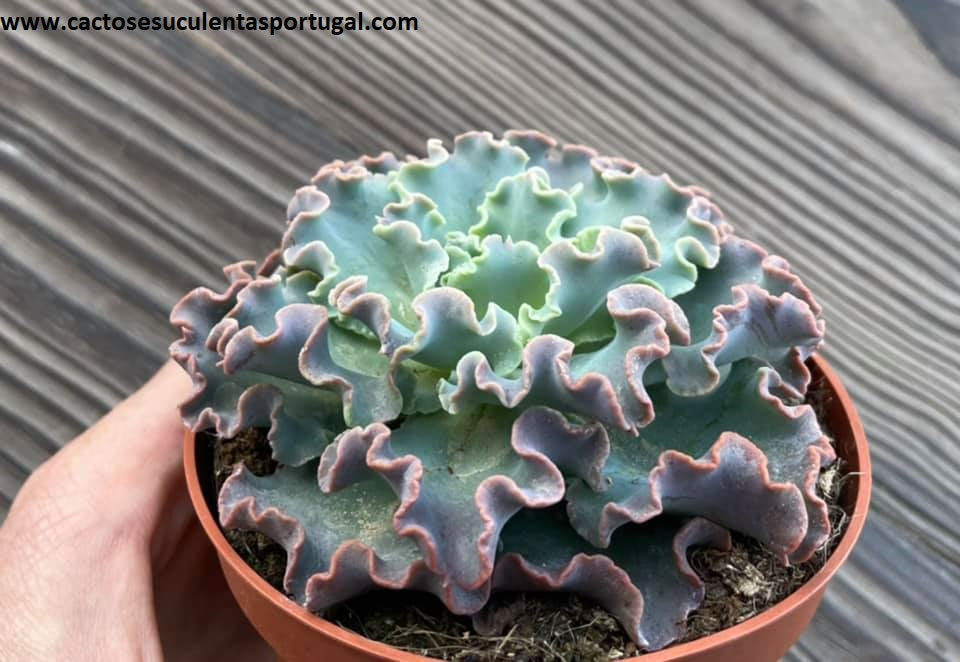 Echeveria shaviana 'Curly Pearl'