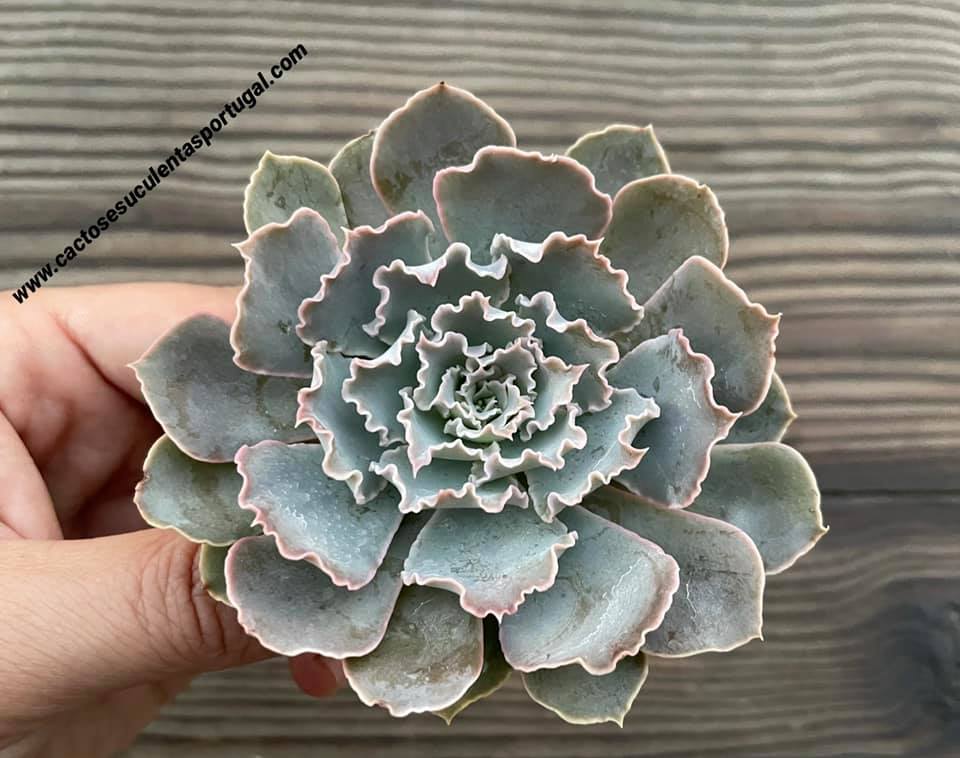 Echeveria shaviana truffles