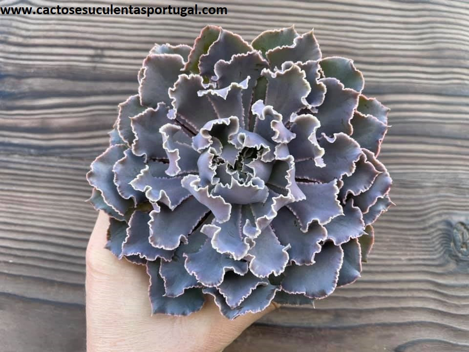Echeveria shaviana truffles 'Pink Frills'