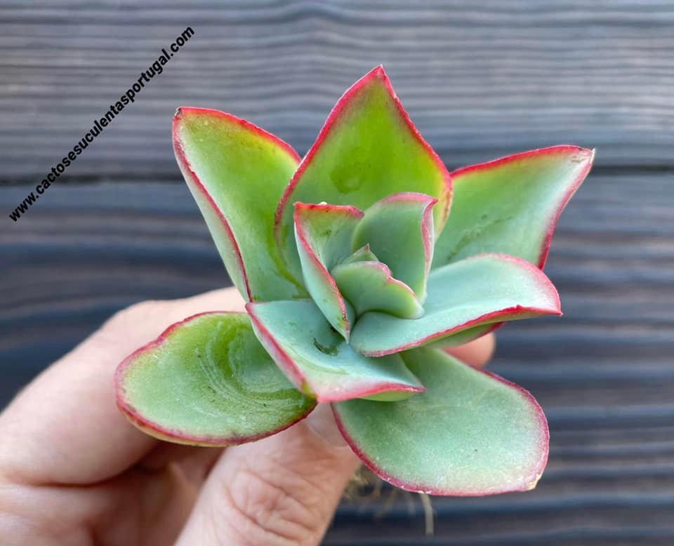 Echeveria subrigida
