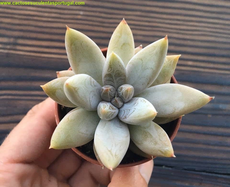 Echeveria tolimanensis