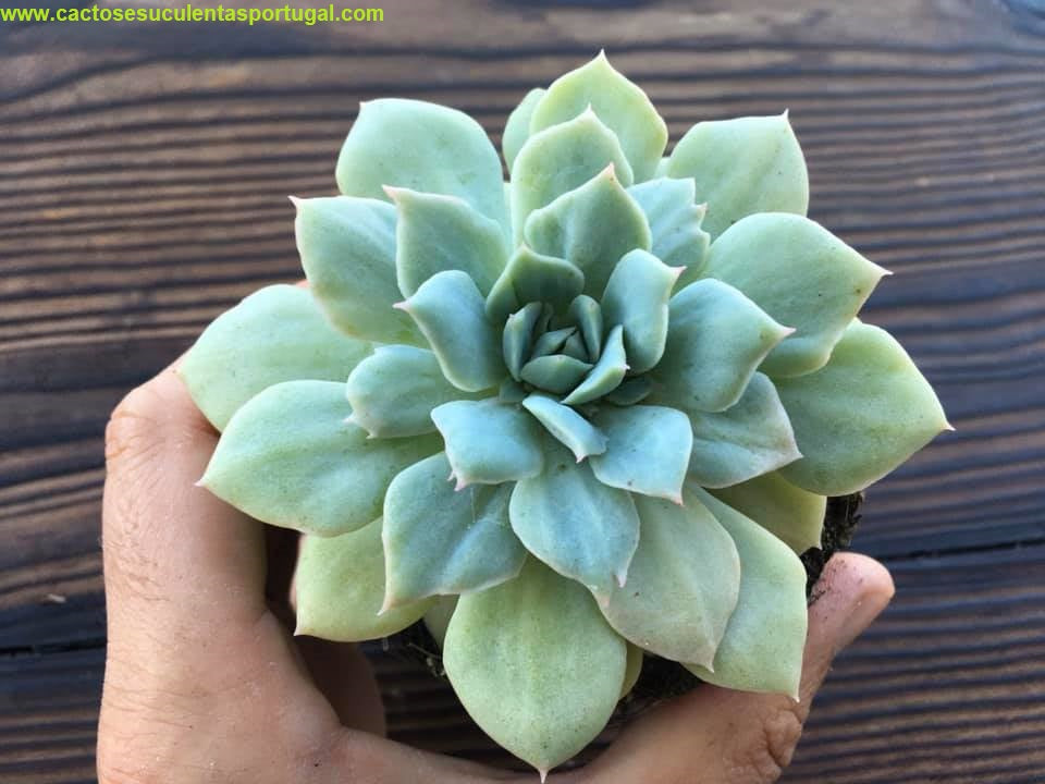Echeveria Van Breen