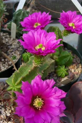 Echinocereus viereckii var. morricalii