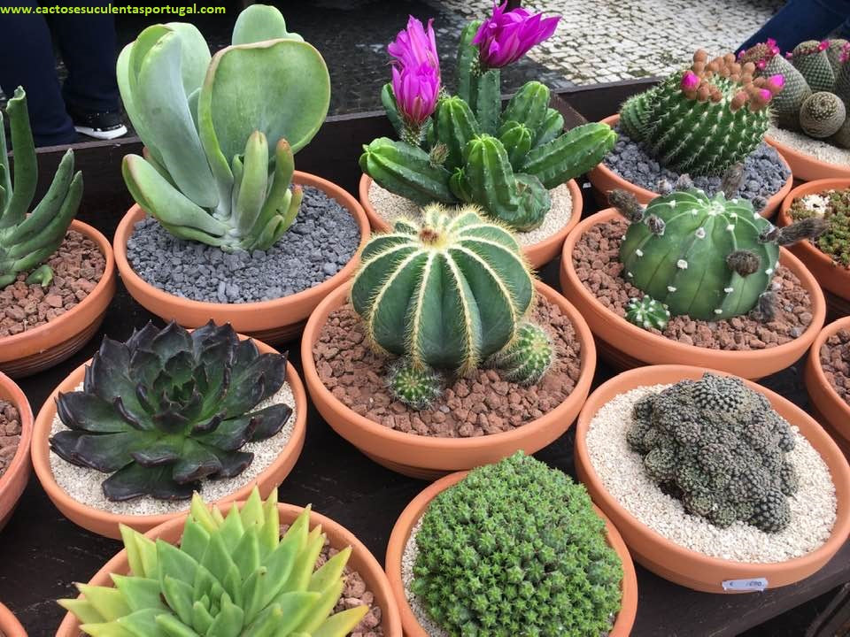 Echinocereus viereckii var. morricalii