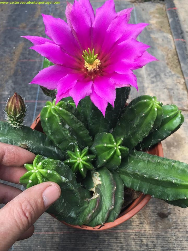 Echinocereus viereckii var. morricalii
