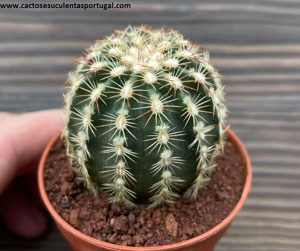 Echinocereus viridiflorus f. chloranthus