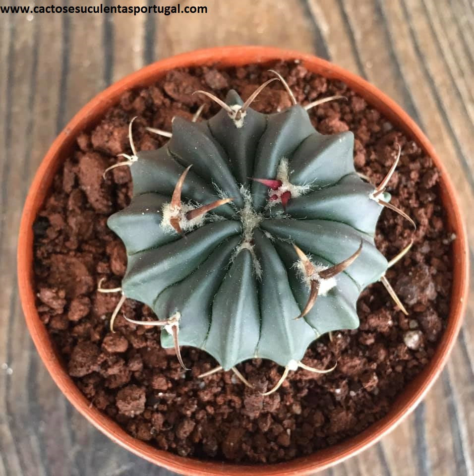 Echinofossulocactus coptonogonus