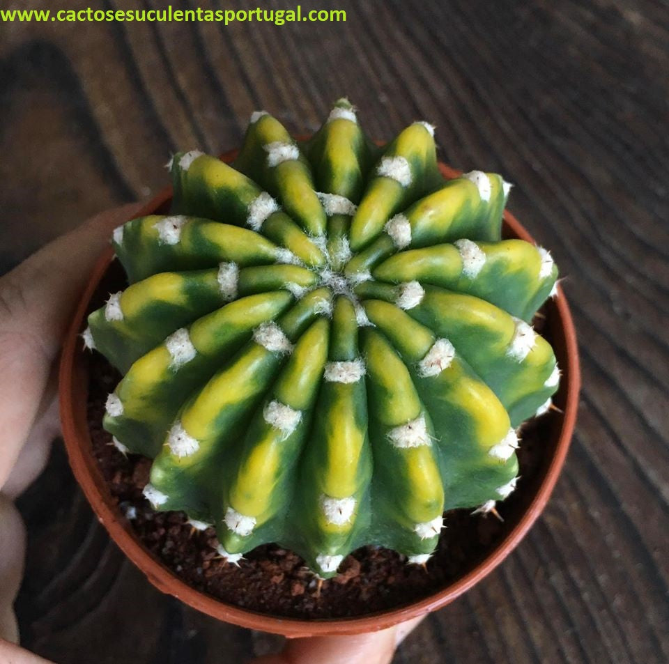 Echinopsis Subdenudata variagata