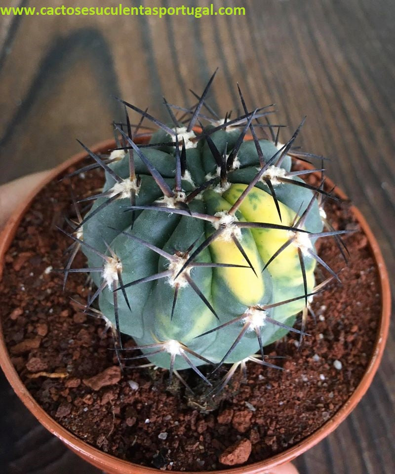 Echinopsis glaucina variegata