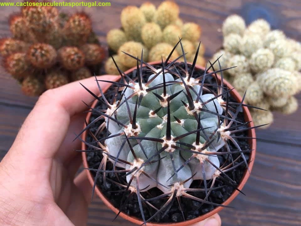 Echinopsis glaucina
