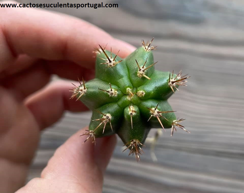 Echinopsis pachanoi (San Pedro cactus)