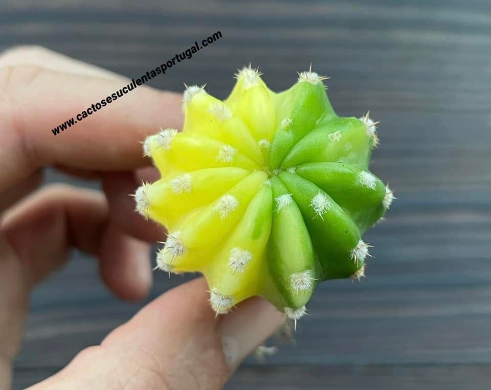 Echinopsis subdenudata variagata