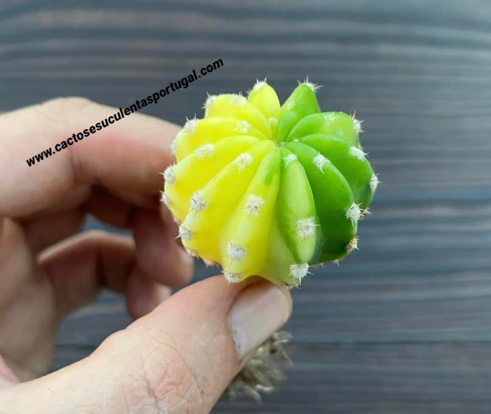 Echinopsis subdenudata variagata