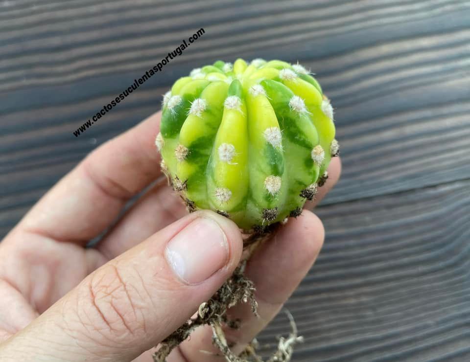 Echinopsis subdenudata variagata