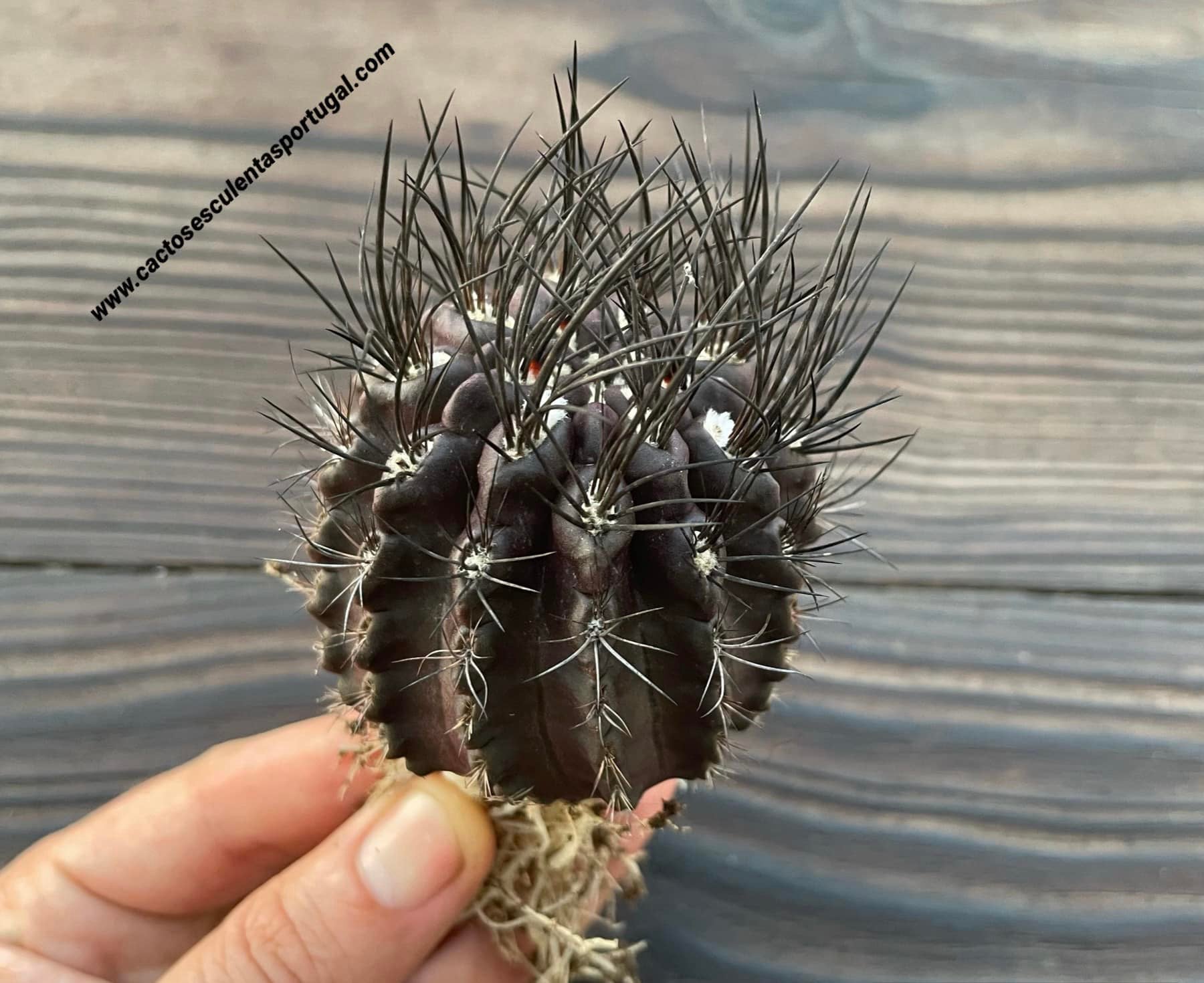 Eriosyce crispa