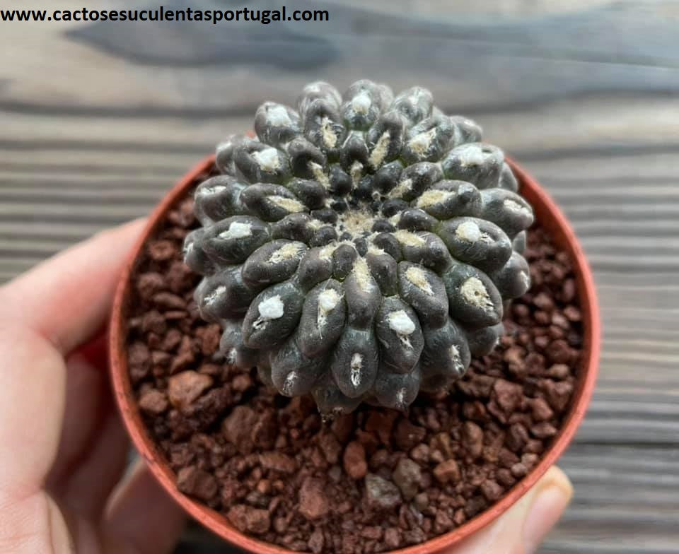 Eriosyce napina subs. riparia