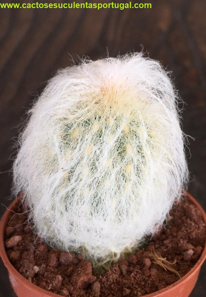 Espostoa nana