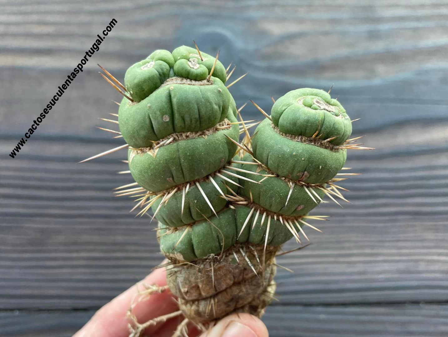 Eulychnia castanea spiralis, Doppelkopf (selten)