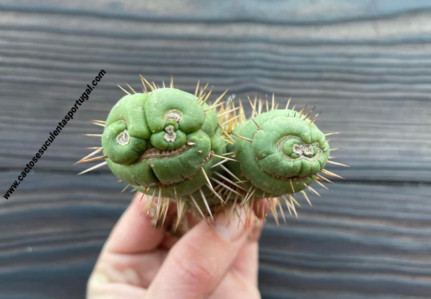 Eulychnia castanea spiralis, Doppelkopf (selten)