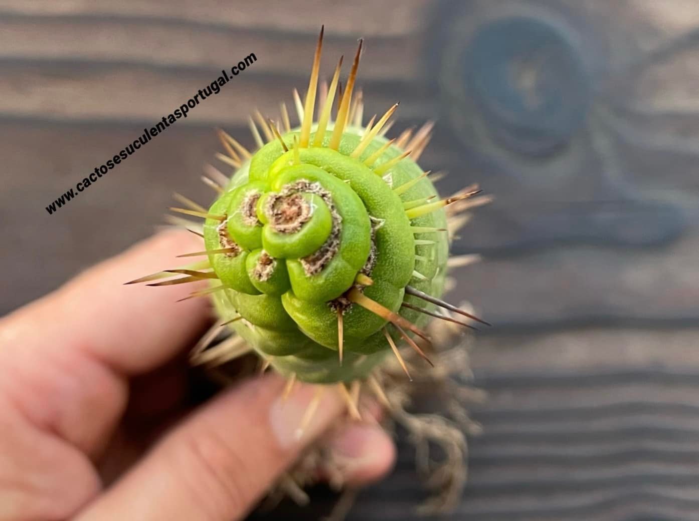 Eulychnia castanea spiralis (selten)