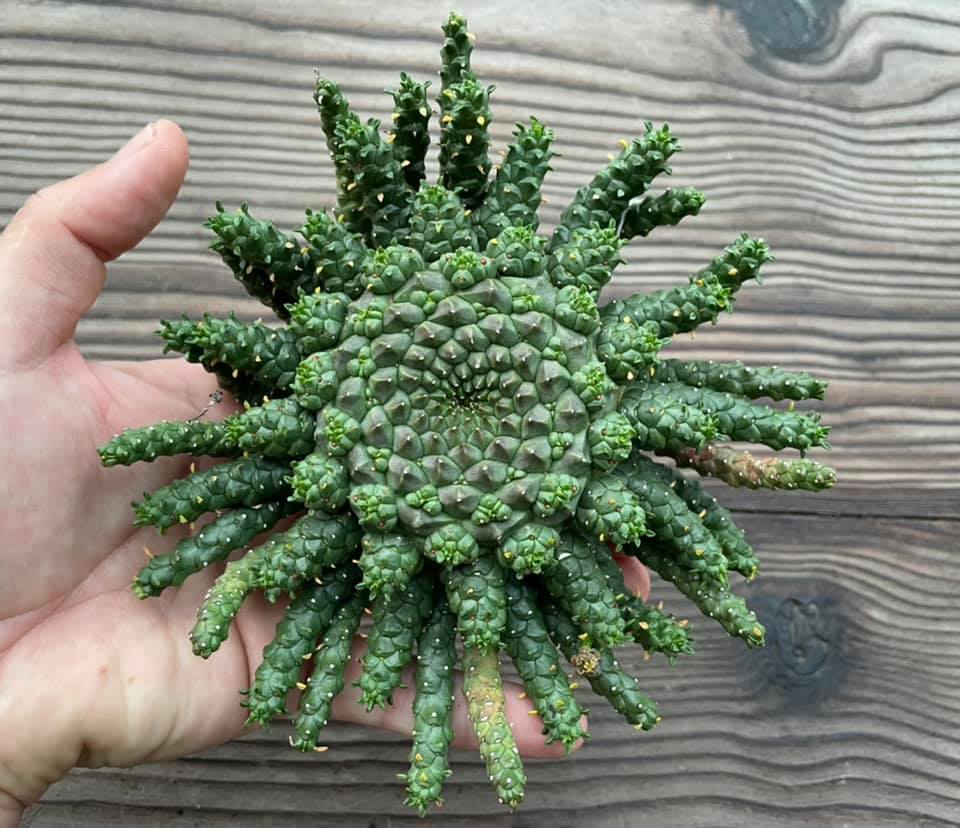 Euphorbia Flanaganii, (very old) cabeça de medusa