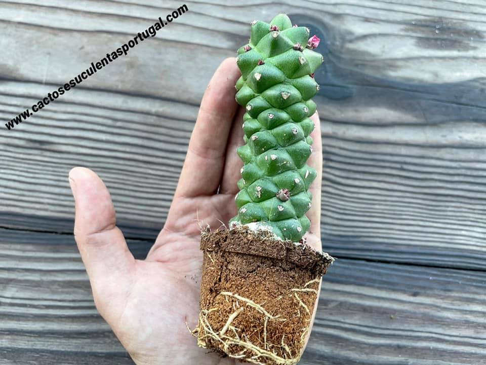 Euphorbia Monadenium Ritchiei