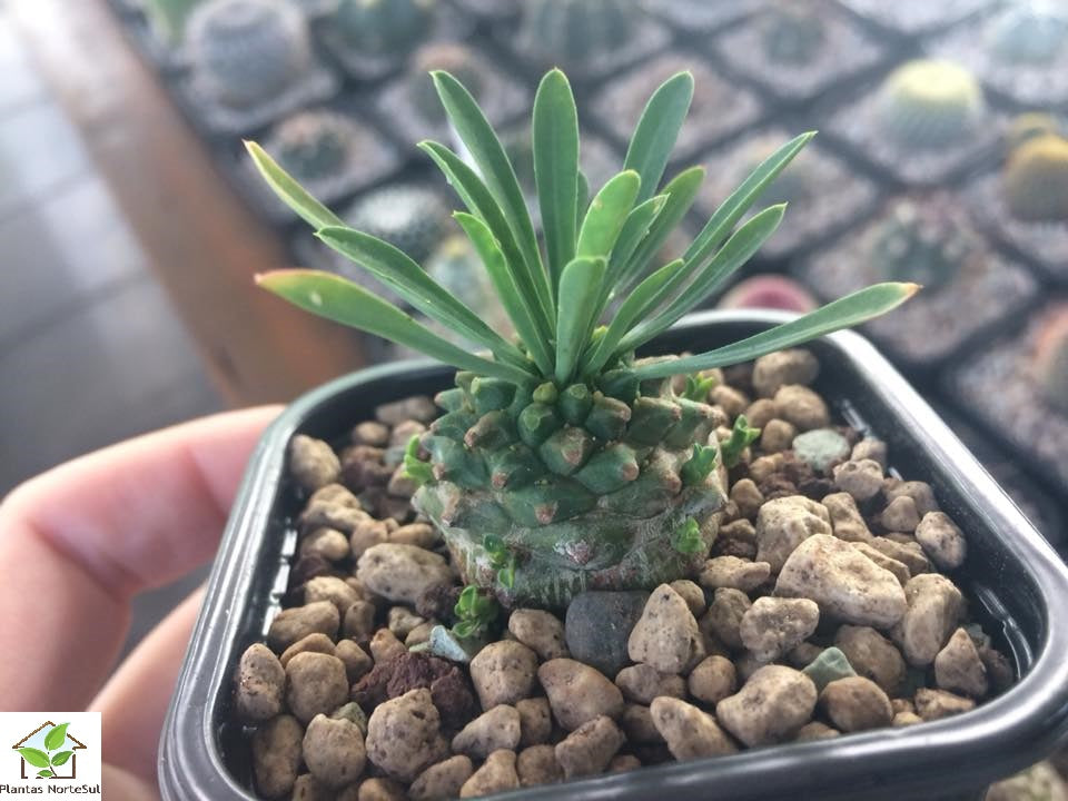 Euphorbia japonica
