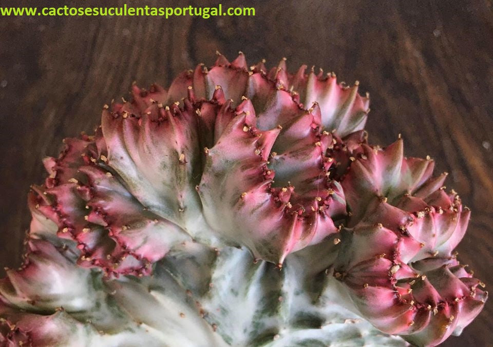 Euphorbia lactea form. cristata