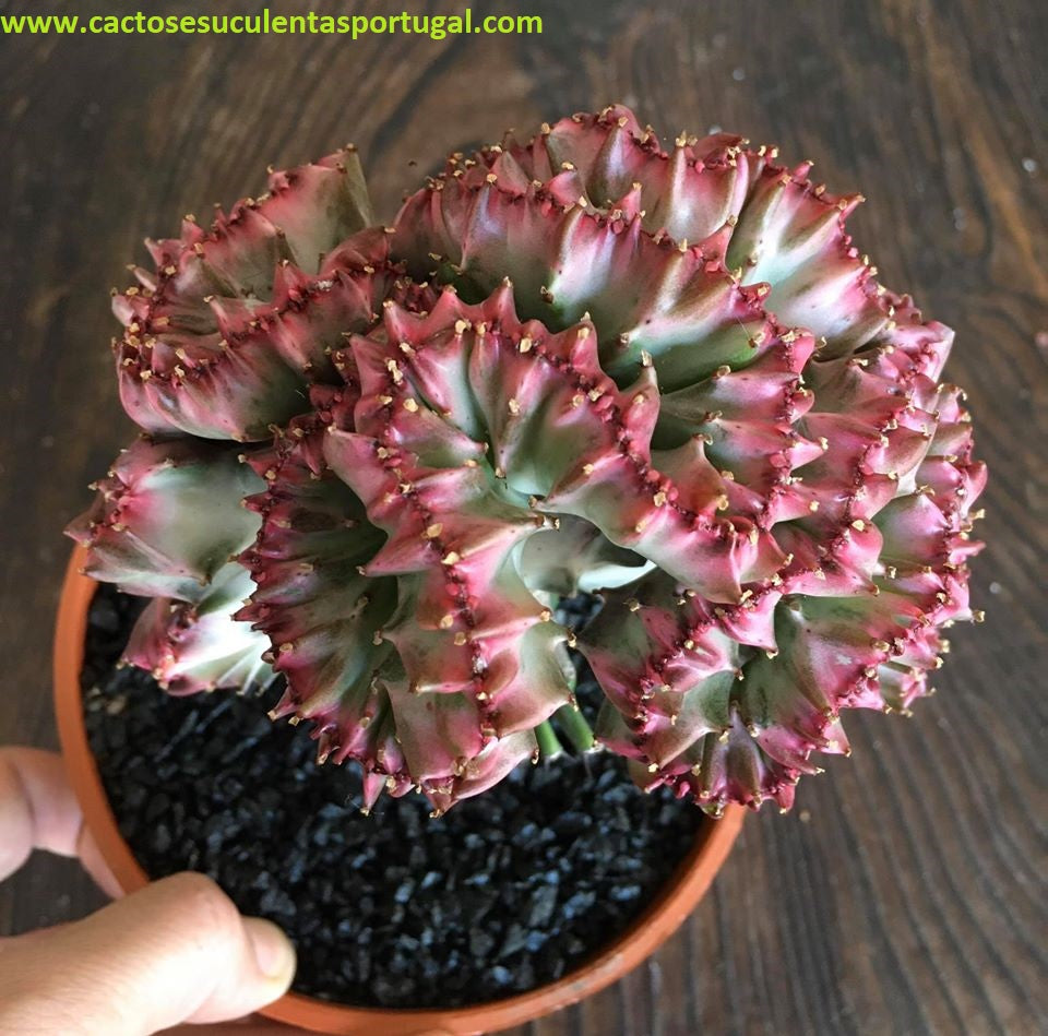 Euphorbia lactea form. cristata, enxertada