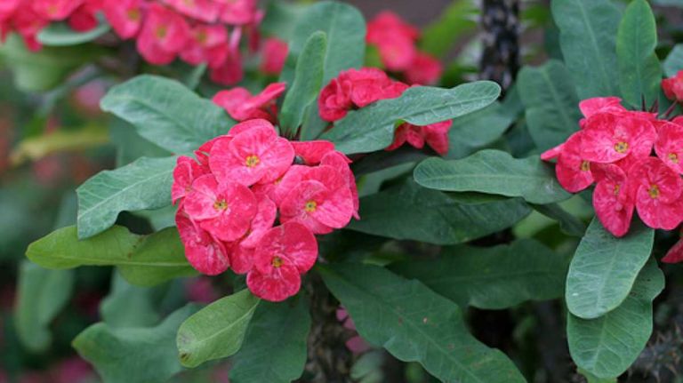 Euphorbia milii var. prächtig