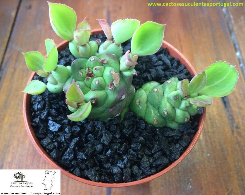 Euphorbia Monadenium Ritchiei