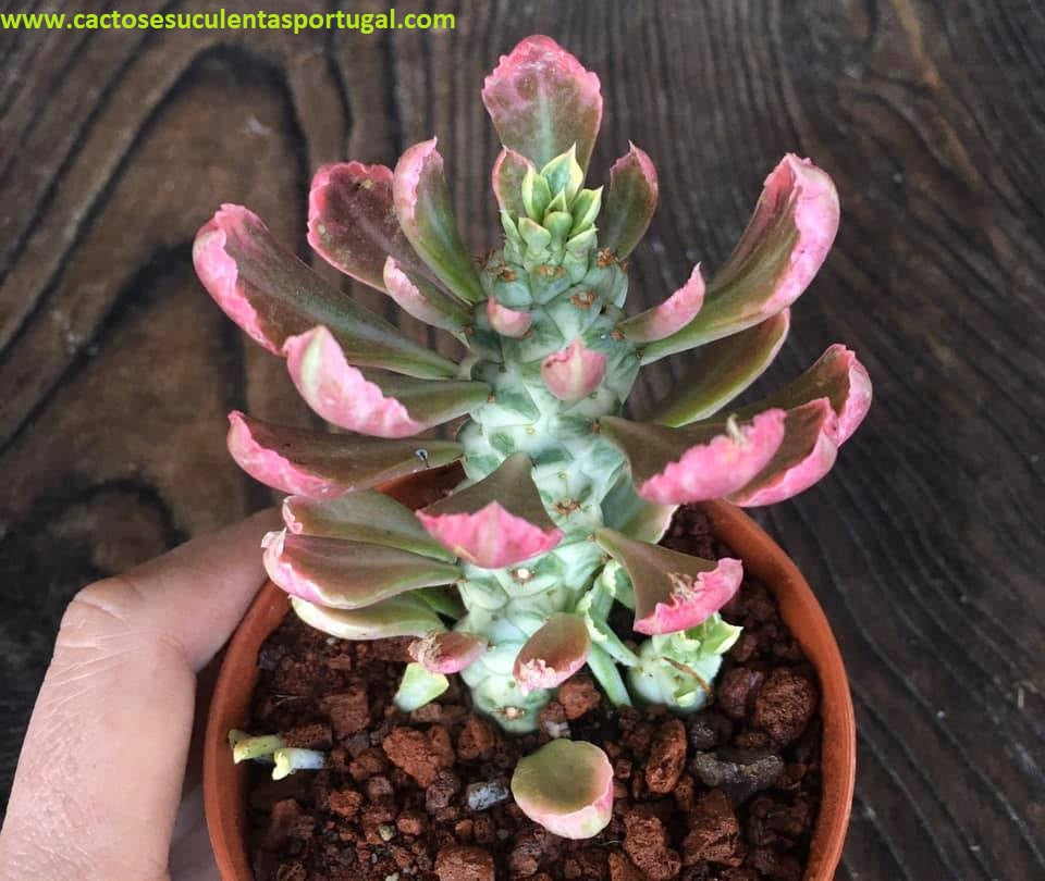 Euphorbia Monadenium Ritchiei Variegata