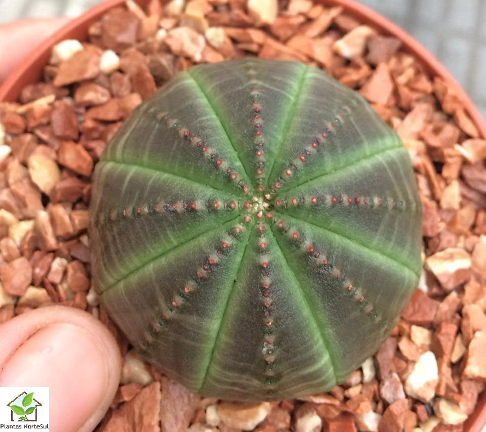 Euphorbia obesa