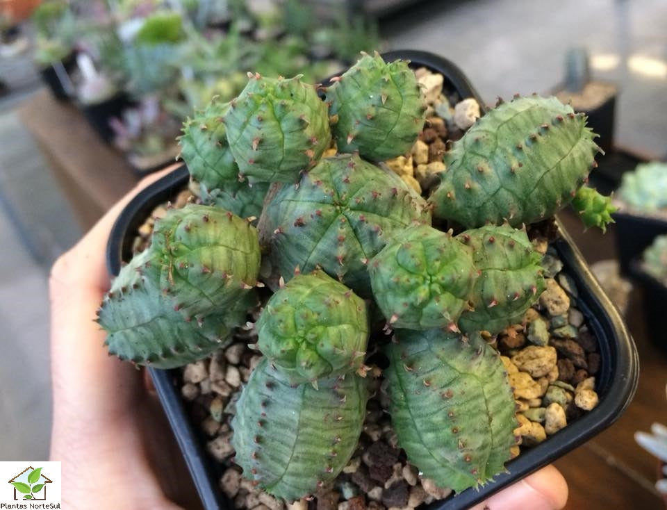 Euphorbia pseudoglobosa